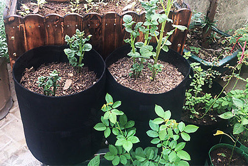 Potato Grow Bags